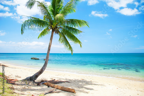 tropical beach with coconut palm and sea