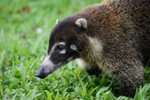 Adilt coati profile close up.