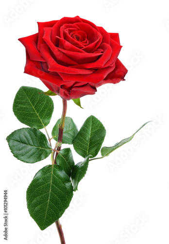 Perfekte, aufgeblühte rote Rose