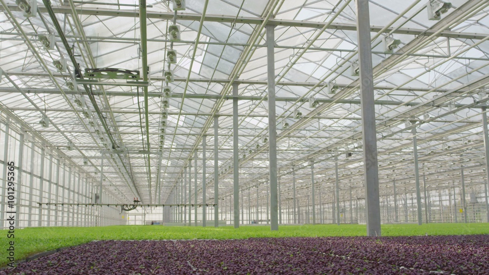 Inside the greenhouse with seedlings Inside the greenhouse with seedlings