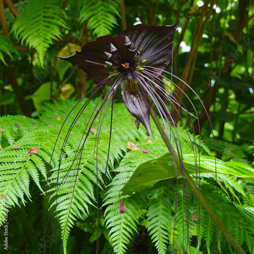 La Réunion - Fleur chauve-souris (Tacca chantrieri)