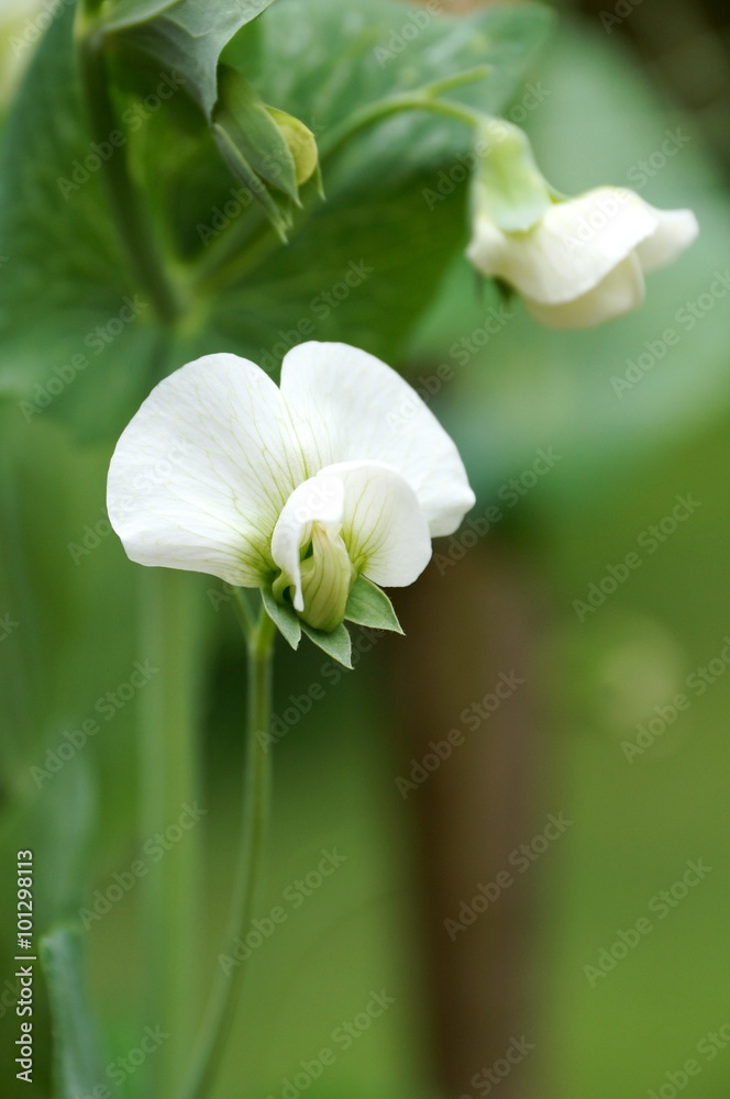 Obraz premium White flower of a green pea on the vine in Spring
