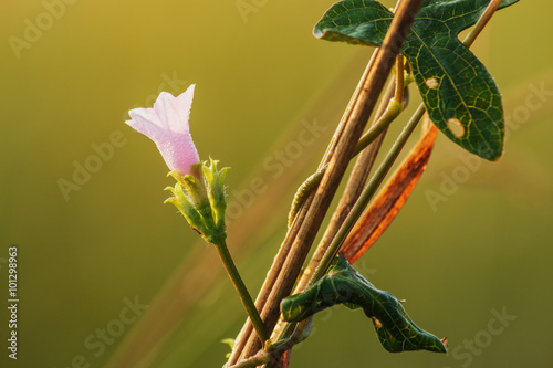 Fototapeta Naklejka Na Ścianę i Meble -  Grass  flowers  in nature background,close up