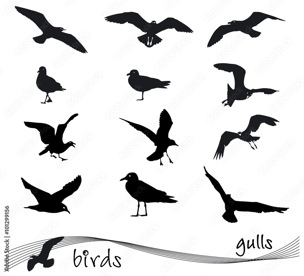Fototapeta premium Vector collection of silhouettes of gulls
