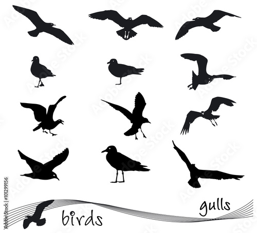 Vector collection of silhouettes of gulls © juliartblog