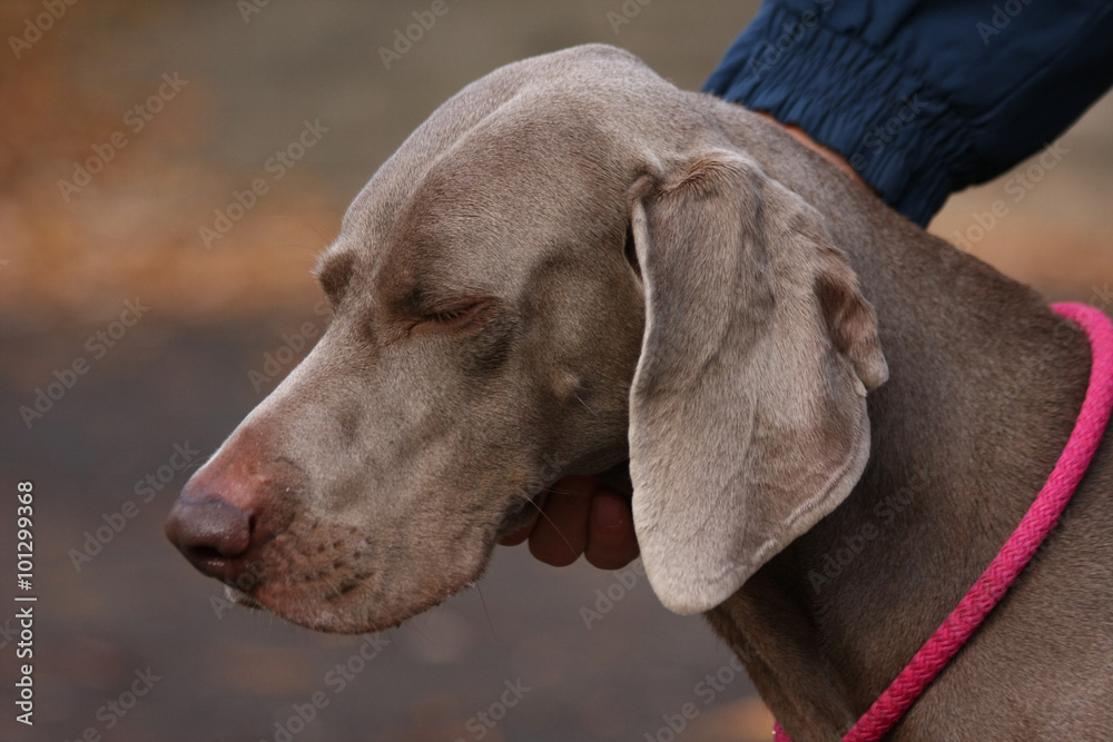 Weimaraner in public park Weimaraner in public park