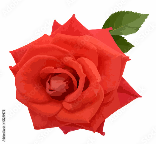 Red rose isolated on white background illustration
