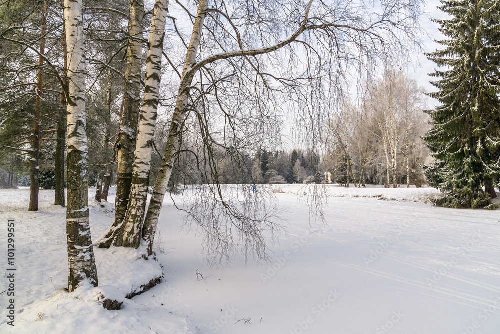 Winter trees in the park
