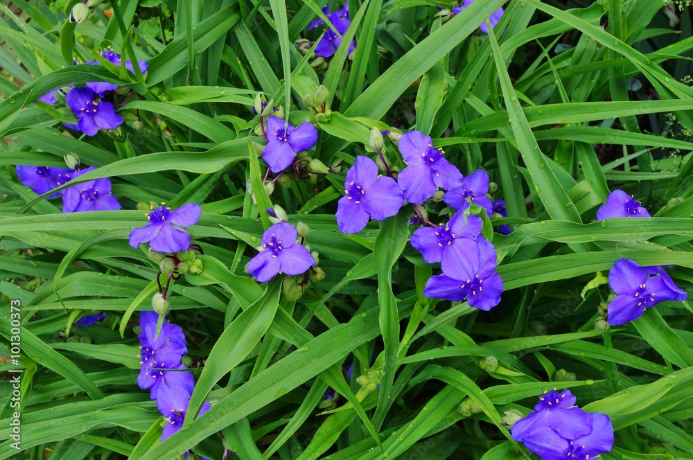 Purple blue spiderwort tradescantia flowers (trillium) фотография Stock |  Adobe Stock