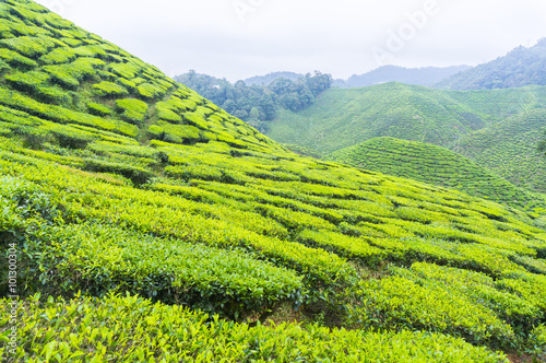 tea plantation © Saidin Jusoh