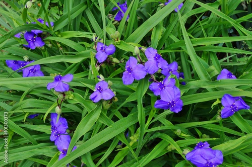 Purple blue spiderwort tradescantia flowers (trillium)