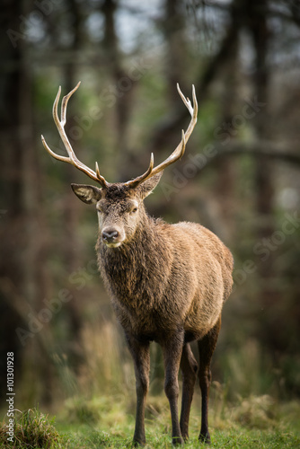 Red deer stag in a forest clearing