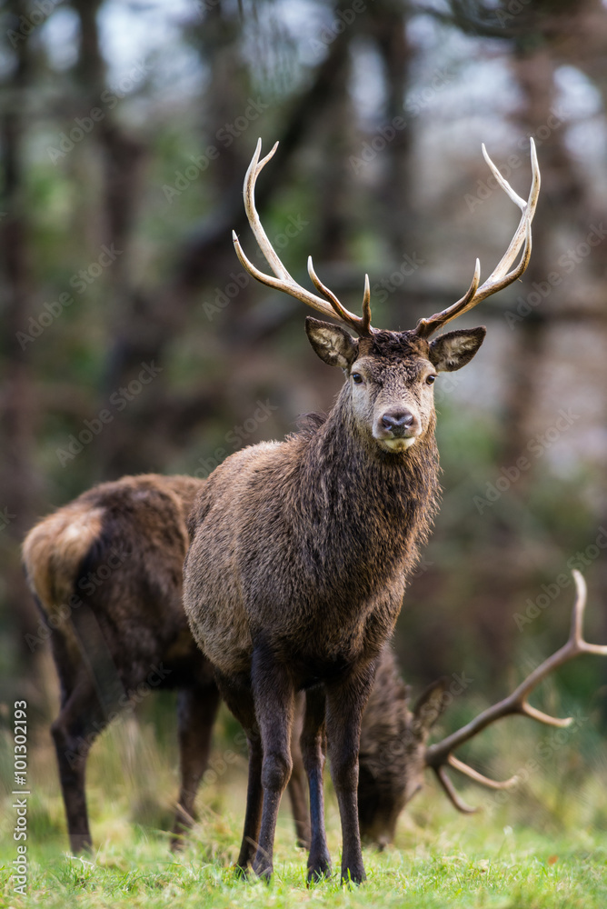 Fototapeta premium Red deer stags grazing in a field