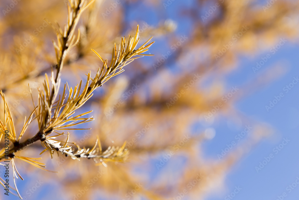 yellow tamarack larch tree in autumn against blue sky yellow tamarack larch tree in autumn against blue sky