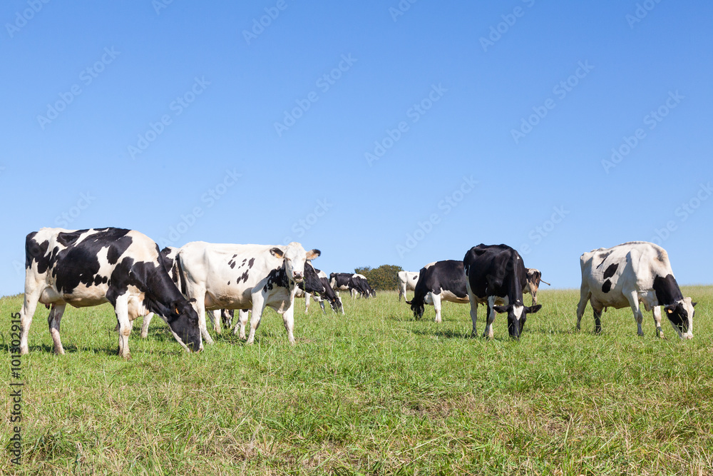 Contented herd of black and white Holstein dairy cows  or cattle grazing in a lush green pasture against a clear sunny blue sky