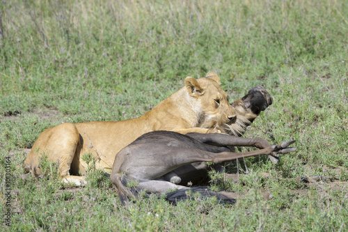 Lioness (Panthera leo) killing a just caught wildebeest (Connochaetes taurinus), Serengeti national park, Tanzania.