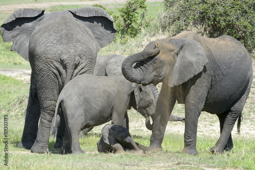 African Elephant (Loxodonta africana) family standing together with a small baby lying in between at a waterhole and throwing mud in the air, Serengeti national park, Tanzania.