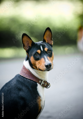 basenji portrait