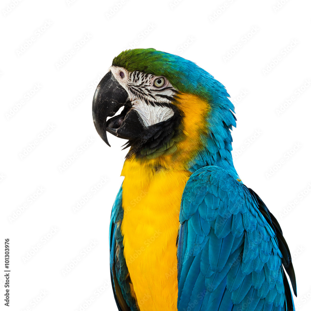 Blue Macaw on white background