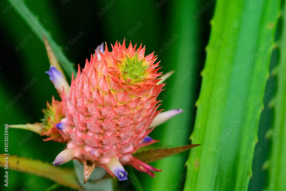Close up of Bromeliads pineapple in the garden Close up of Bromeliads pineapple in the garden