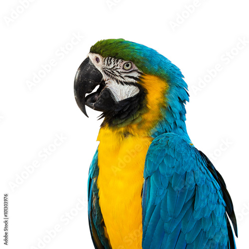 Blue Macaw on white background © subinpumsom