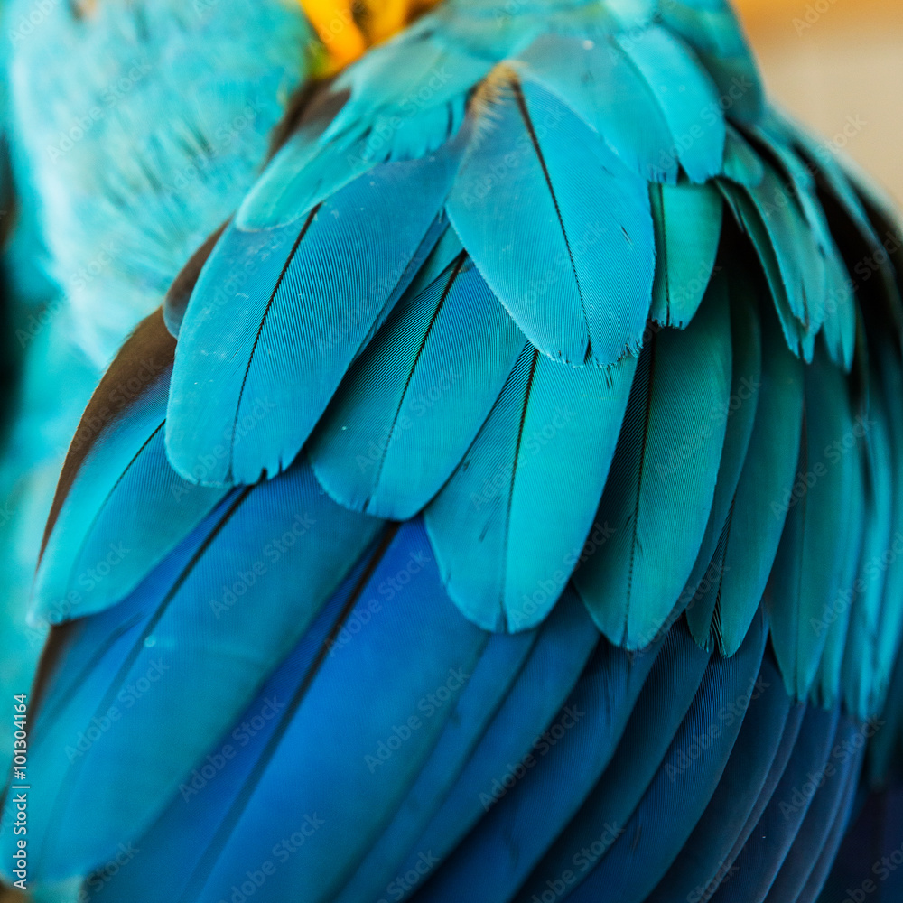 Naklejka premium Beautiful Flight Feathers of a Blue and Gold Macaw