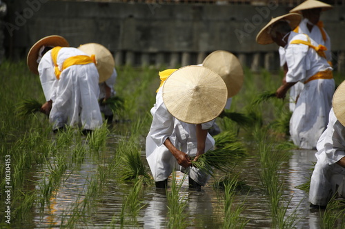 お田植え神事 photo