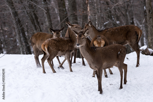 Wallpaper Mural Red Deer Portrait in Winter Torontodigital.ca