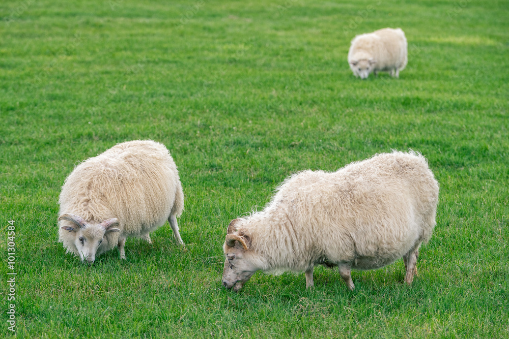 Icelandic sheep grazing on a green pasture in Iceland. Icelandic sheep grazing on a green pasture in Iceland.