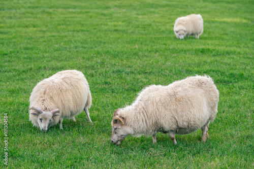 Icelandic sheep grazing on a green pasture in Iceland.