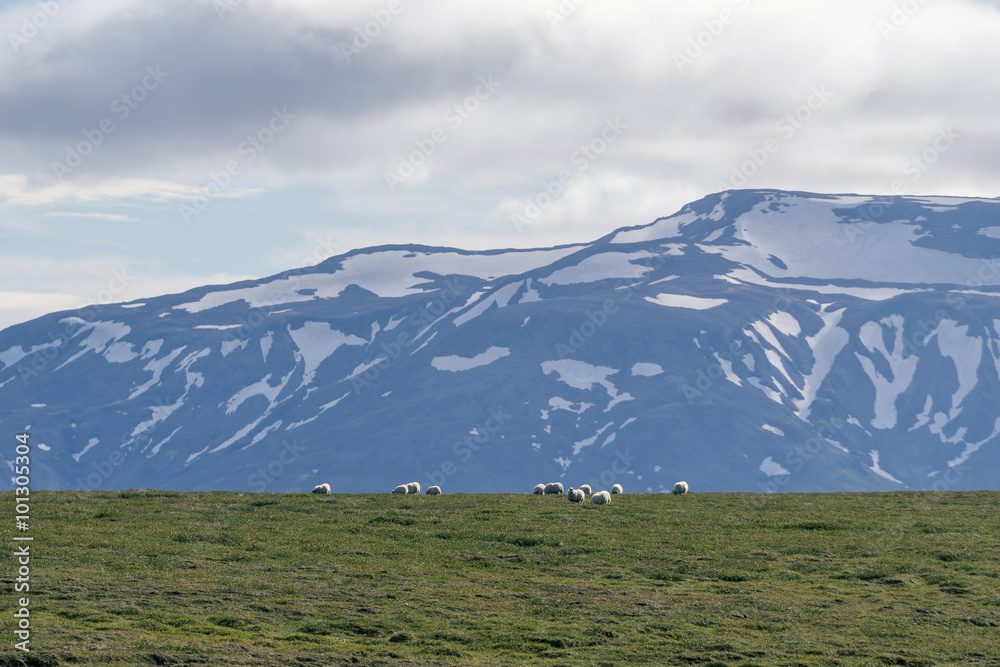 Icelandic sheep grazing in front of high mountaints. Central part of Iceland.