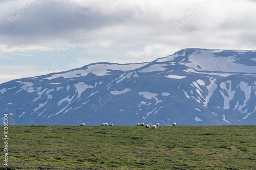 Icelandic sheep grazing in front of high mountaints. Central part of Iceland.
