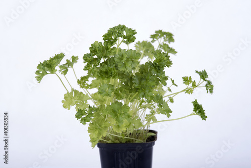 parsley on a white background photo