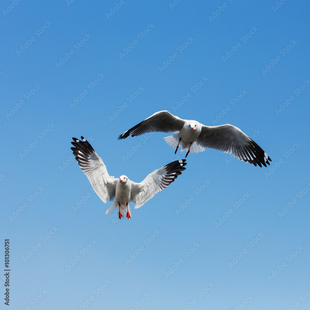 Obraz premium flying seagulls in action at Bangpoo Thailand