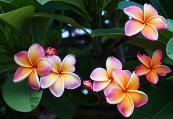 Keuken achterwand Frangipani Oranje en roze frangipani bloemen  © eqroy