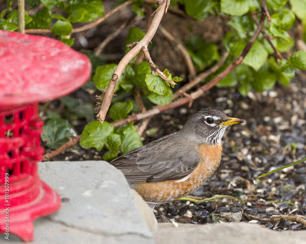 Fototapeta premium Robin Red Breast Perched by Red Japanese Lantern, Green Background