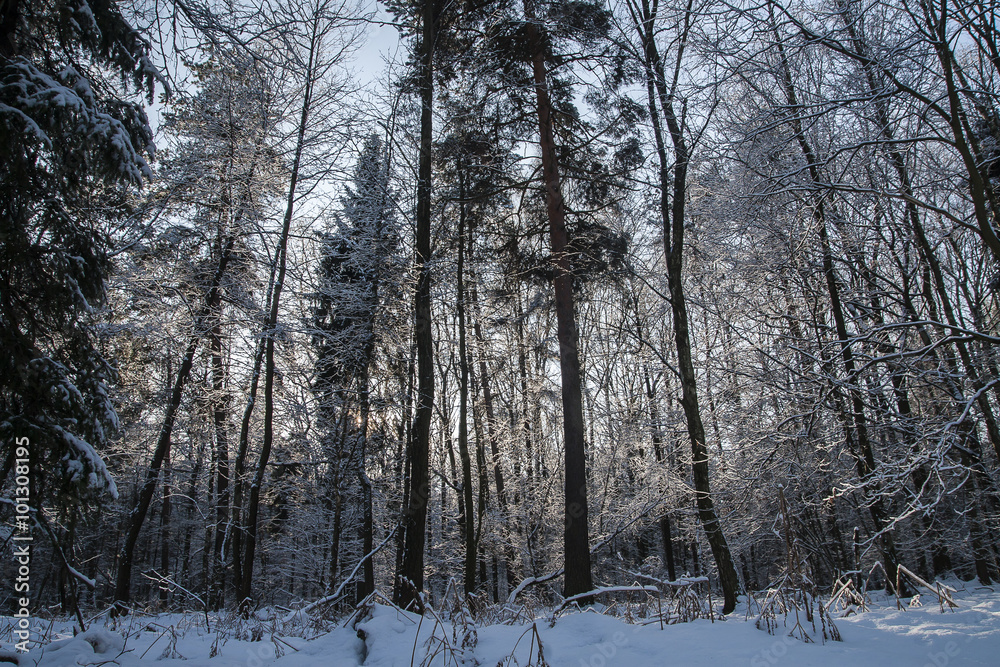 Fototapeta premium Forest in winter