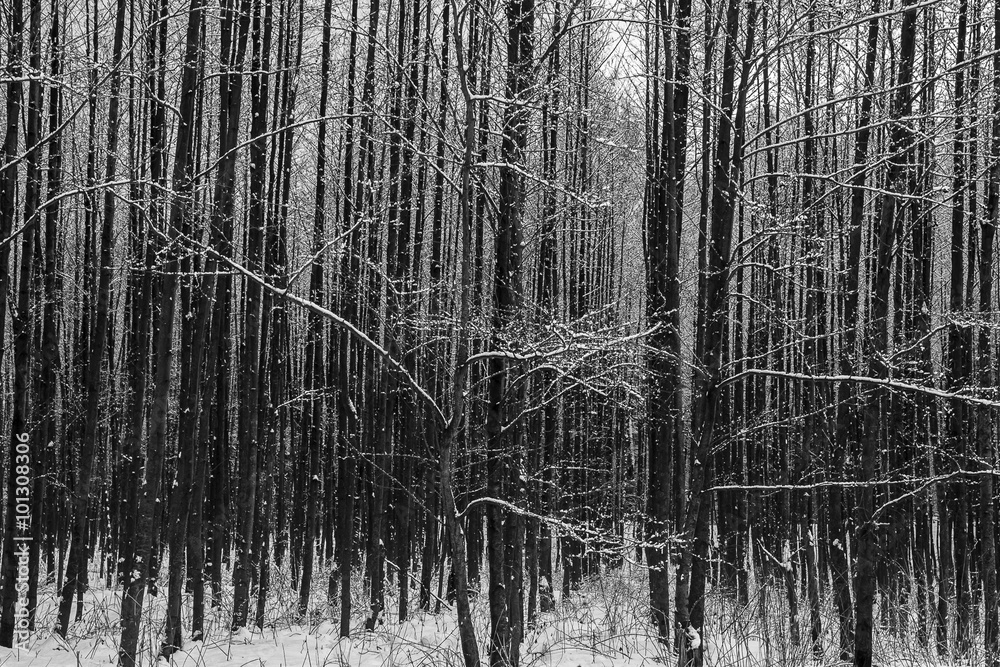 Fototapeta premium Forest in winter