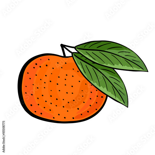 Hand drawn tangerine with green leaves.