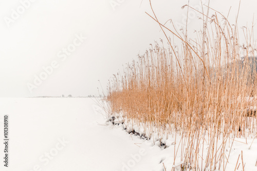 Rushes in the winter snow
