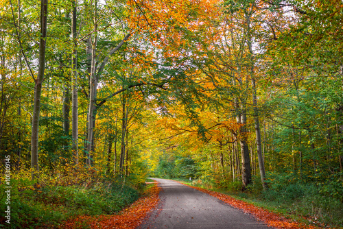 Road in a forest at autumn