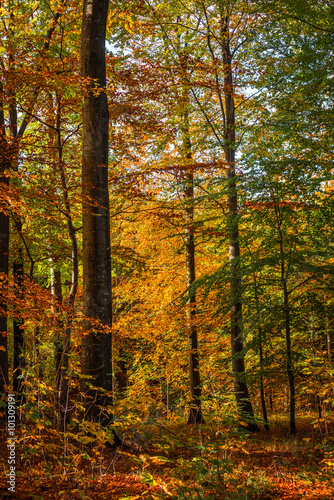 Forest with tall trees in the fall