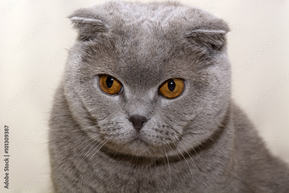Шотландский вислоухий кот фотография Stock | Adobe Stock