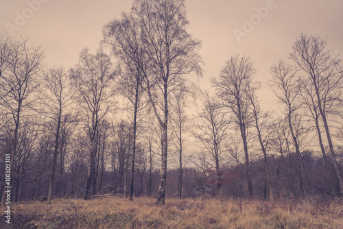 Forest with birch trees at dawn © Polarpx