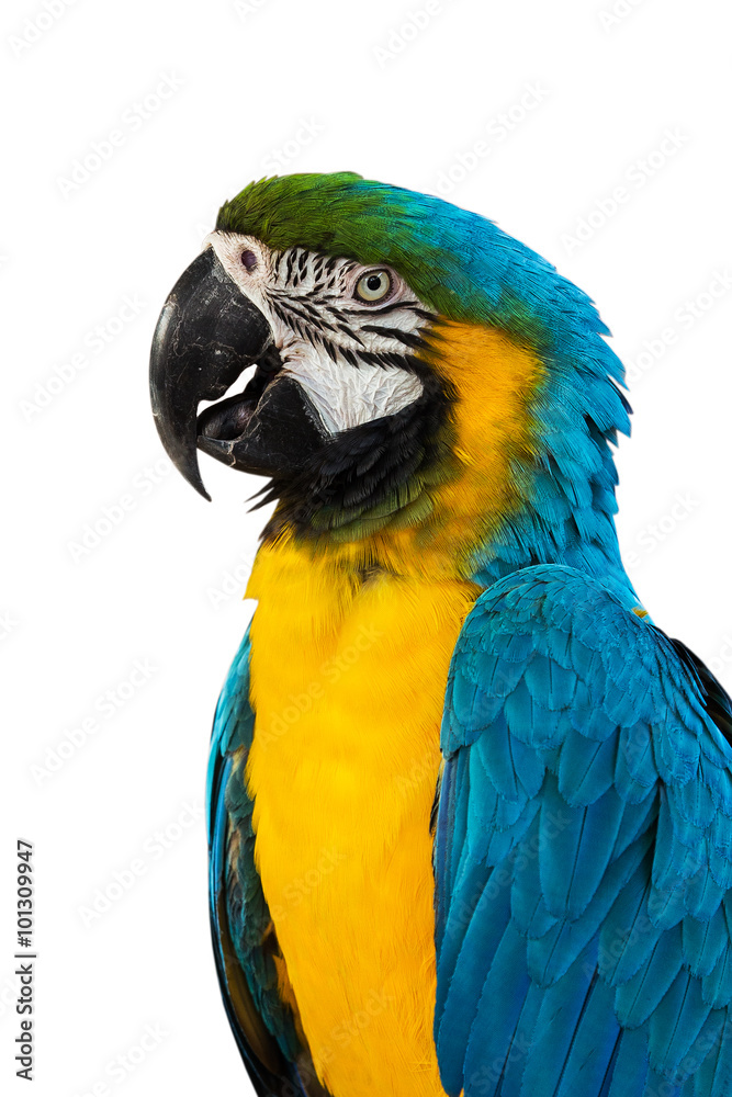 Fototapeta premium Blue Macaw on white background