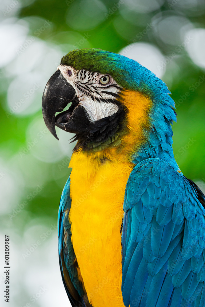 Obraz premium Blue-and-yellow macaw[Ara ararauna] sitting on log