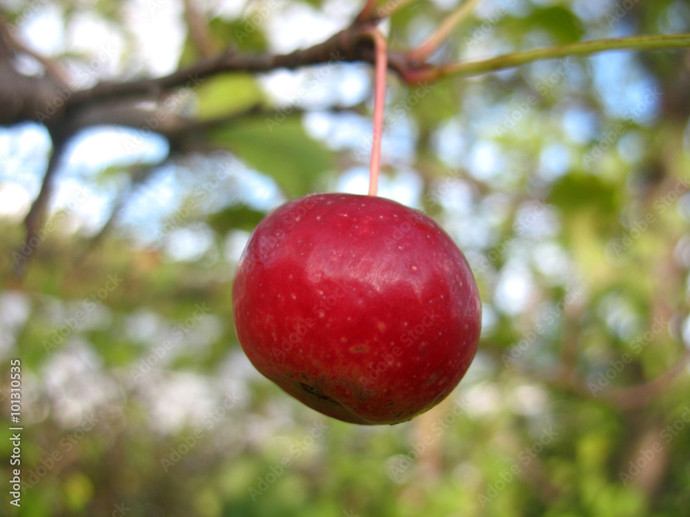 apple apple