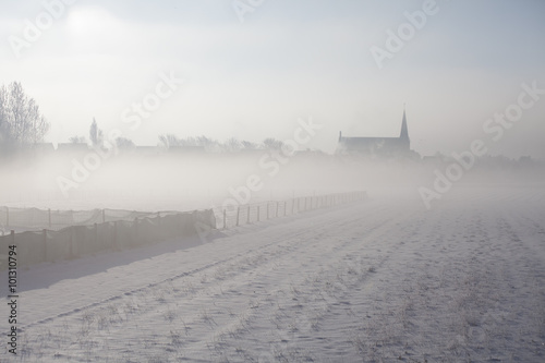bollenveld in de sneeuw, Egmond aan den Hoef photo
