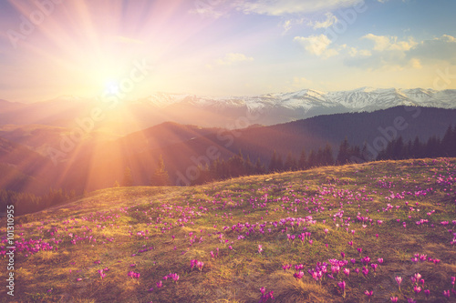 Bild auf Leinwand View of Field first blooming spring flowers crocus as soon as snow descends on t