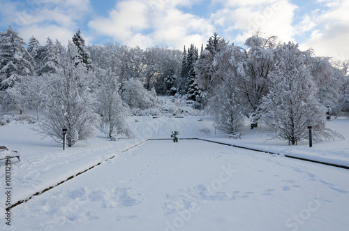 Fototapeta Naklejka Na Ścianę i Meble -  winter in sweden with snow on the tree